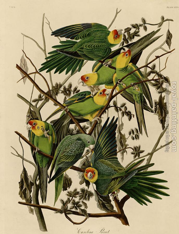 John James Audubon : Carolina parrot